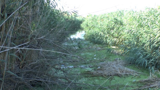 Леонид Огуль занялся решением проблемы обмеления и загрязнения ерика Коньга