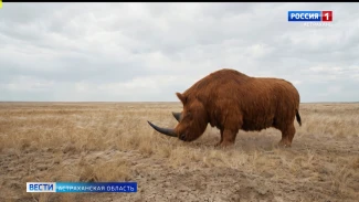 «Нейроживотные» : шерстистый носорог