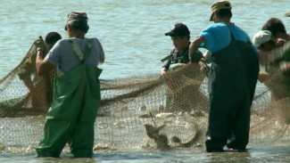 В Астраханской области стартовала осенняя путина