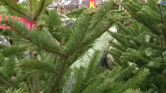 Выпуск от 12.12.2024