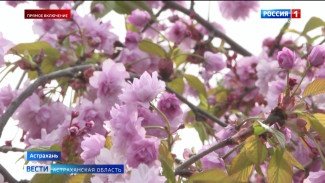 В Астрахани цветет сакура
