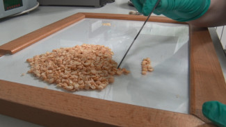 В Камызякской районной больнице проверили крупы на качество и безопасность