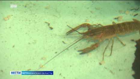 С сегодняшнего дня в Астраханской области вновь можно ловить раков