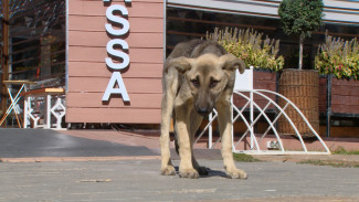 Как в Астрахани решается проблема бездомных собак