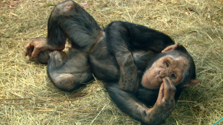 В астраханском зоопарке “Баба Фрося” поселились шимпанзе Лилу и Бобо