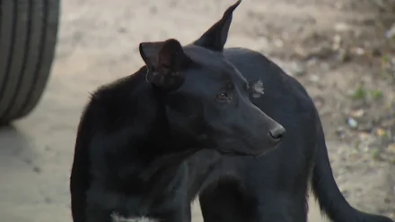 В Астраханской области на чиновников завели дело из-за нападения собак