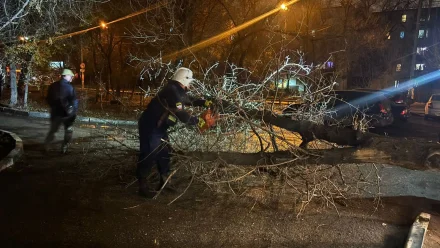 В Астрахани упавшее дерево заблокировало дорогу