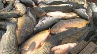 В Астраханской области подводят итоги осенней путины 