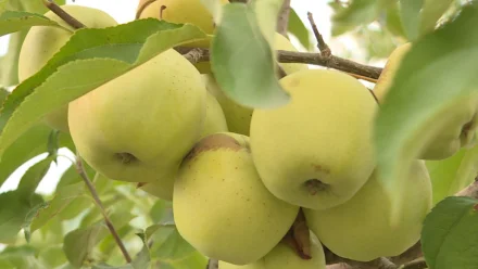 Под Астраханью в "Килинчинских садах" приступили к сбору поздних яблок 