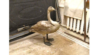 Лебедя-кликуна спасли моряки в Астраханской области