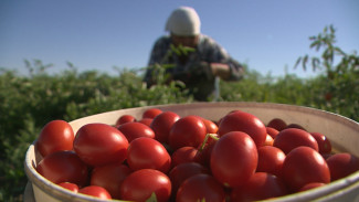 В Астраханской области собирают крупный урожай томатов черри 