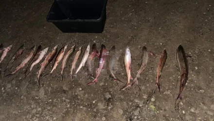 Астраханские полицейские за выходные выявили 9 фактов незаконного оборота водных биоресурсов