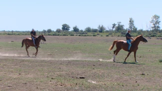 Астраханское хозяйство разводит элитное стадо скаковых лошадей