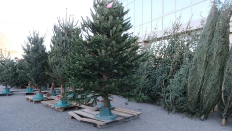 Хвойные деревья из России и Дании начали продавать на ёлочных базарах в Астрахани