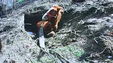 В Астрахани спасли лошадь, упавшую в яму