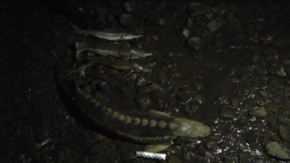 В Астрахани двух браконьеров осудят за вылов стерляди