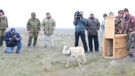 В Астраханской области на волю выпустили самого молодого сайгака