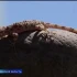 Особей краснокнижного геккона сейчас можно заметить в центре Астрахани