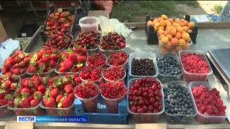 Сколько стоит летний урожай на астраханском рынке