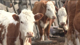 Астраханские фермеры стали следить за животными после того, как скот начали забирать на штрафстоянку