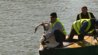 В Астрахани лебеди отправились на зимовку в теплицу