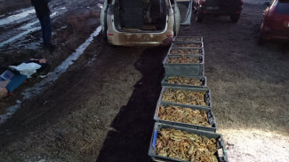 Под Астраханью пограничники изъяли более 10 тыс. раков у ростовчанина