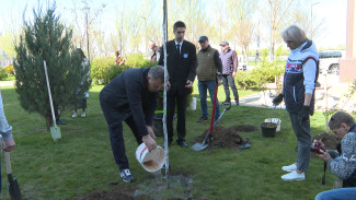 Представители астраханских СМИ высадили липы и кустарники на Комсомольской набережной