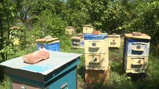 Молодые астраханские предприниматели побывали на семейной пасеке