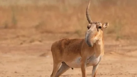 Астраханец подозревается в незаконном обороте рогов сайгака