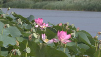 Лотос, выращенный астраханкой у дома, стал “магнитом” для отдыхающих 