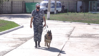Воспитанники соцучреждений Астрахани познакомились с профессией кинолога