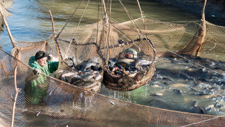 В Астраханской области добыли 23,4 тысячи тонн рыбы с начала осенней путины
