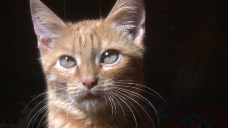 В началовском приюте Астрахани новый пушистый обитатель