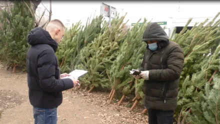 В Астрахани составили около 20 протоколов на незаконных торговцев ёлок