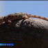 Особей краснокнижного геккона сейчас можно заметить в центре Астрахани
