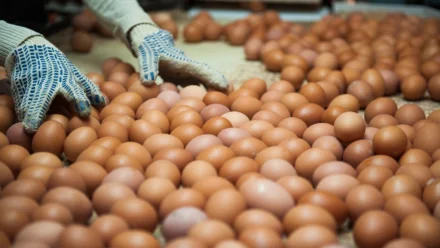 В Астрахани птицефабрике «Степная» закупили корма для кур