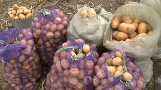 Устраивают ли астраханцев цены на картофель