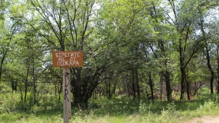 Астраханцам пока нельзя посещать леса из-за высокой пожароопасности
