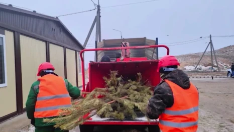 Астраханцам, которые ещё не убрали ёлку: советы по утилизации