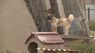 В какой поддержке нуждается астраханский приют для бездомных собак