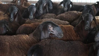 Более 200 астраханских фермеров получили гранты "Агростартап"