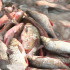 Рыбная продукция из Астрахани телепортировалась на Солянку за 2 минуты 