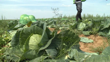 Астраханские фермеры приступили к сбору ранней капусты