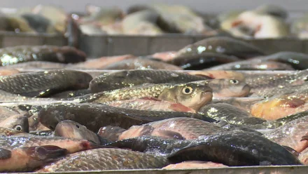 Промышленная рыбалка в Астраханской области подходит к завершению