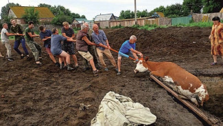 Под Астраханью корова угодила в яму при раскопках поселения Хазарского каганата