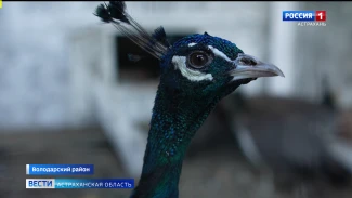 Эму и павлины обитают в домашнем хозяйстве у астраханца