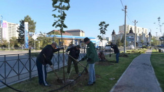 До конца осени в Астрахани высадят 3 тысячи деревьев