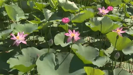 Где в Астраханской области можно увидеть лотосы