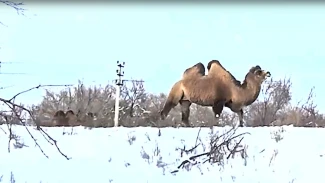 Астраханская экзотика: верблюды на заснеженном ландшафте