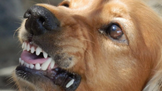 В Астрахани на улице Коммунистической выявлен очаг бешенства животных